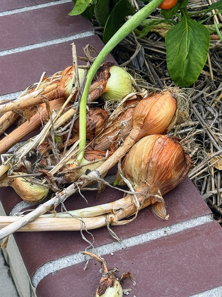 Celebrating our 4th snniversary