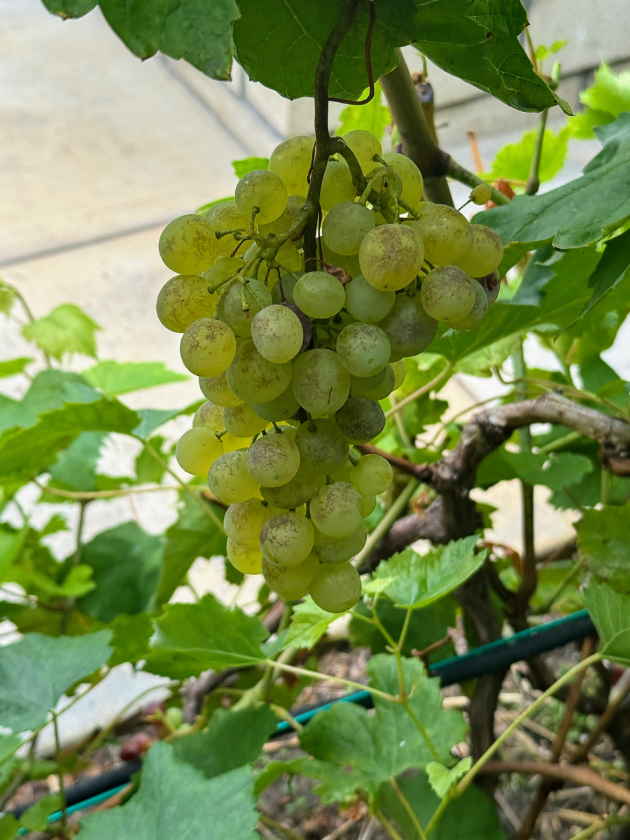 Celebrating our 4th snniversary