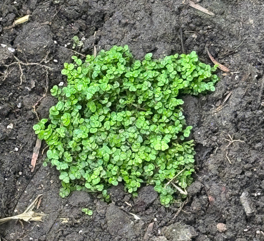 Celebrating our 4th snniversary