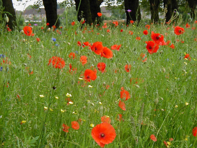 Red poppies