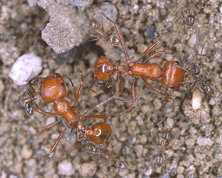 Red Ants