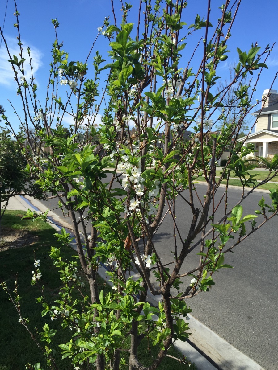 Springtime walk in Rossmoor 3/29/2015