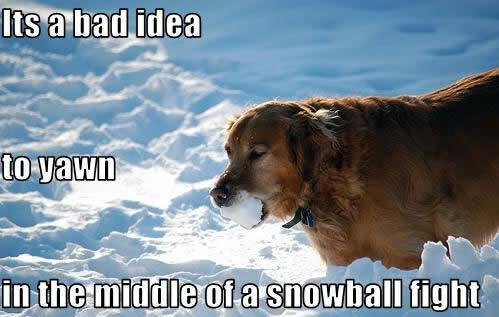 Snow Ball