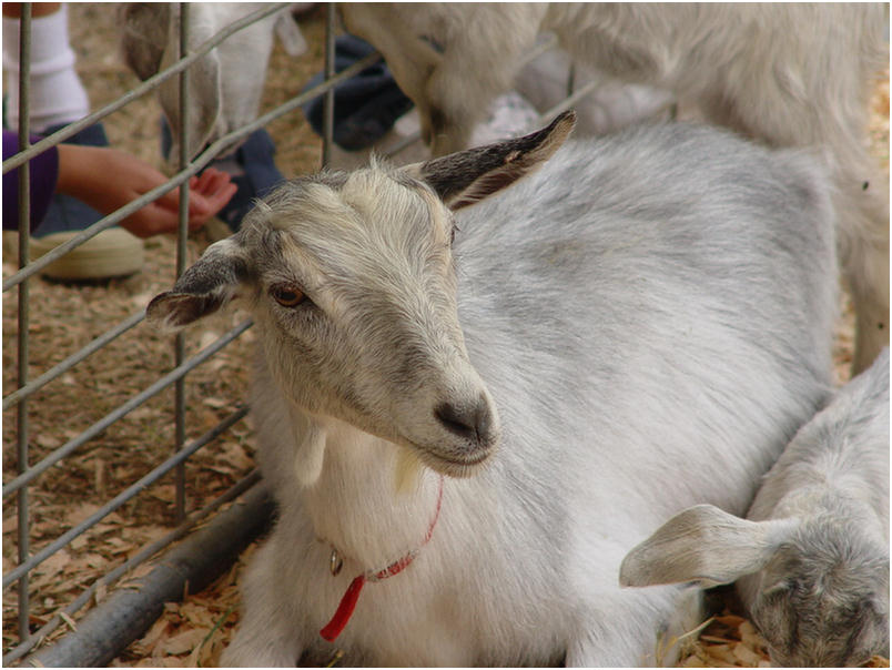 Orange County Fair 2005