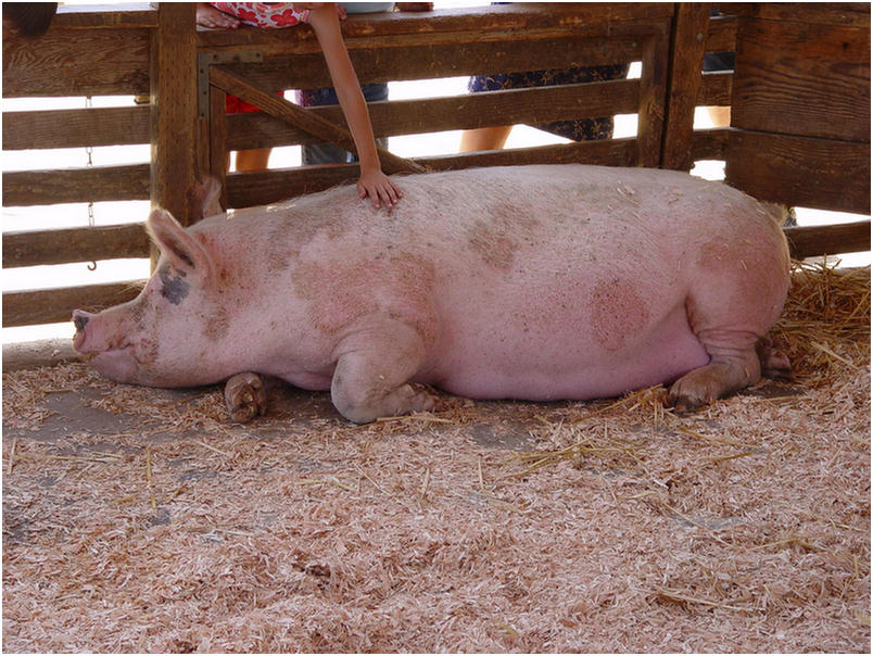 Orange County Fair 2005