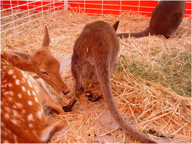 Orange County Fair 2005