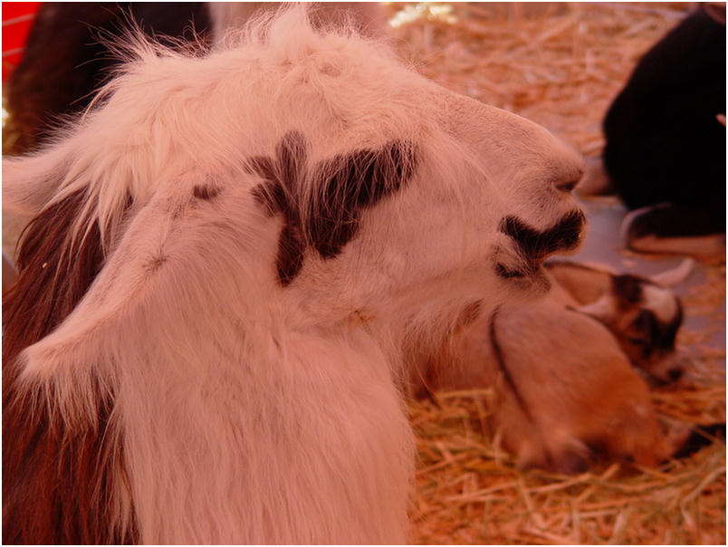 Orange County Fair 2005