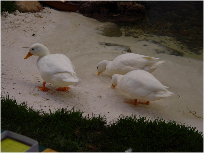 Orange County Fair 2005