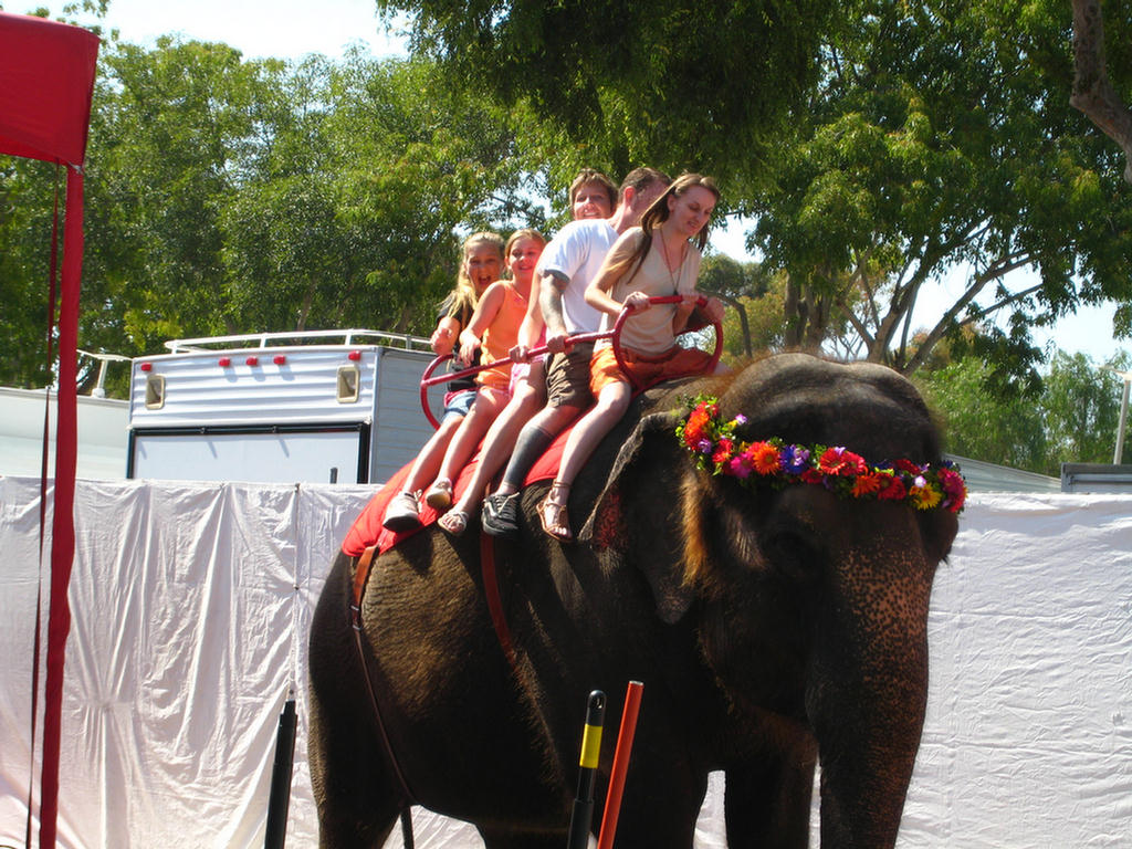 Elephant Rides A Must!