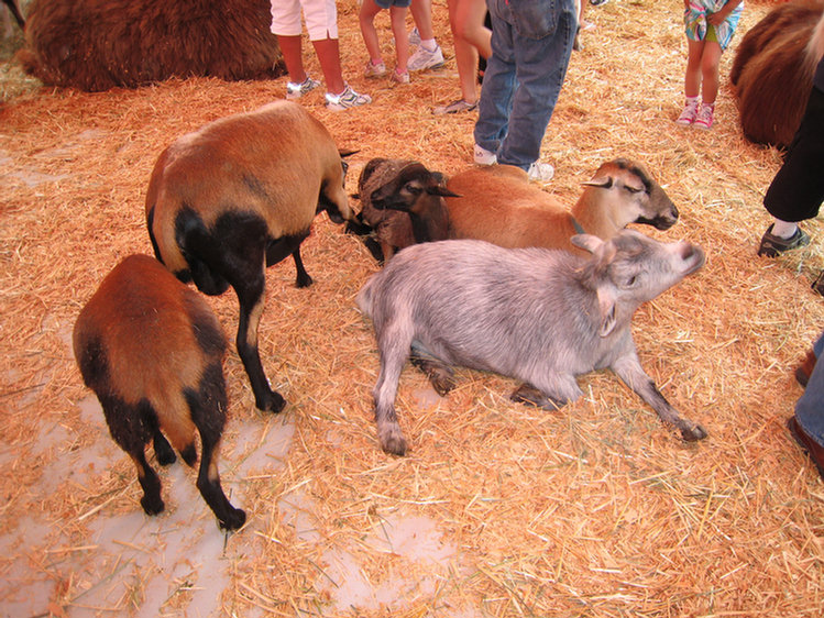 Orange County Fair 2008 Day One