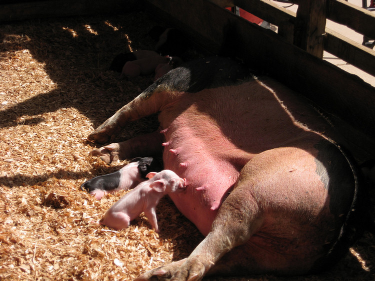 At the fair on opening day