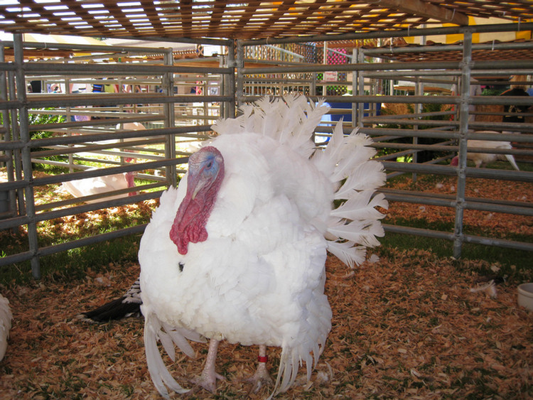 At the fair on opening day