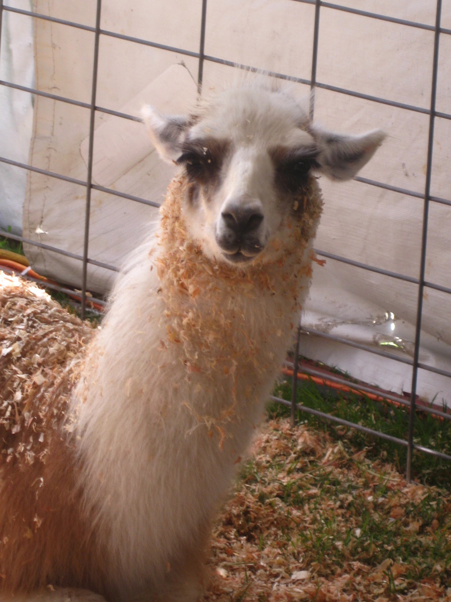 OC Fair July 14th 2012 cinnamon rools and livestock