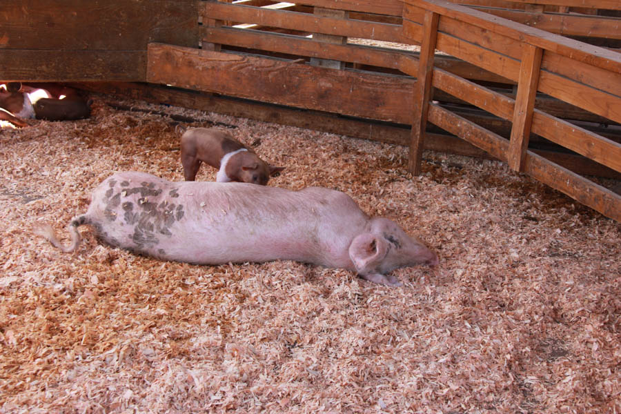 Visiting the Orange County Fair July 16th 2016