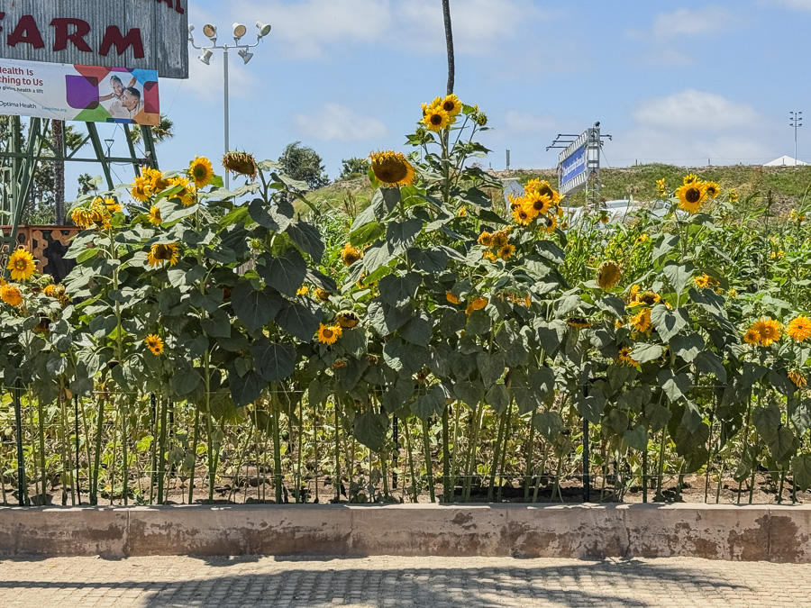 OC Fair August 15th 2025