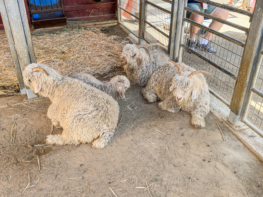 OC Fair August 15th 2025