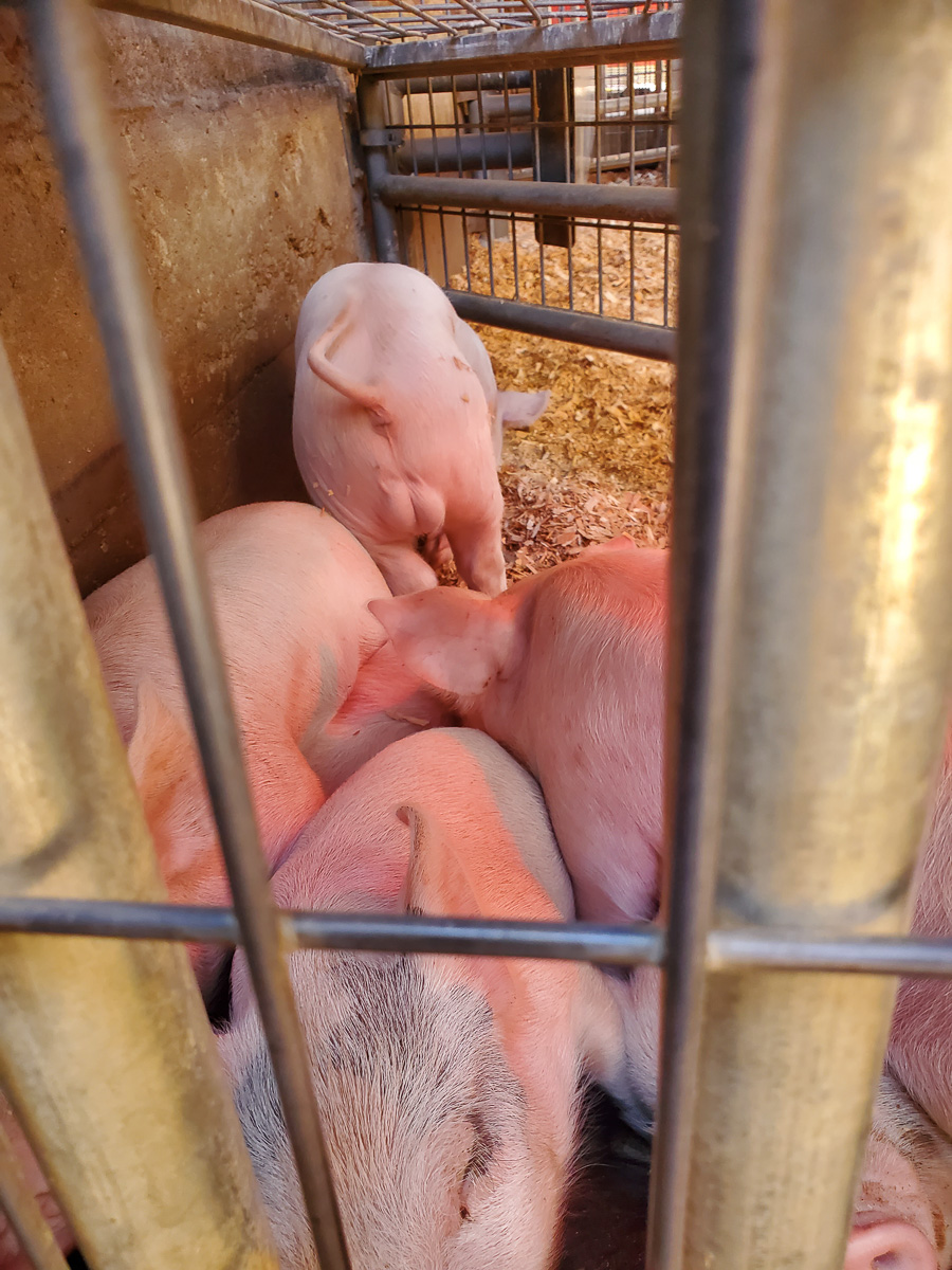 OC Fair August 15th 2025