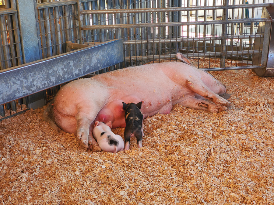 OC Fair August 15th 2025