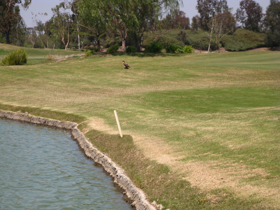 Geese and ducjs on the course