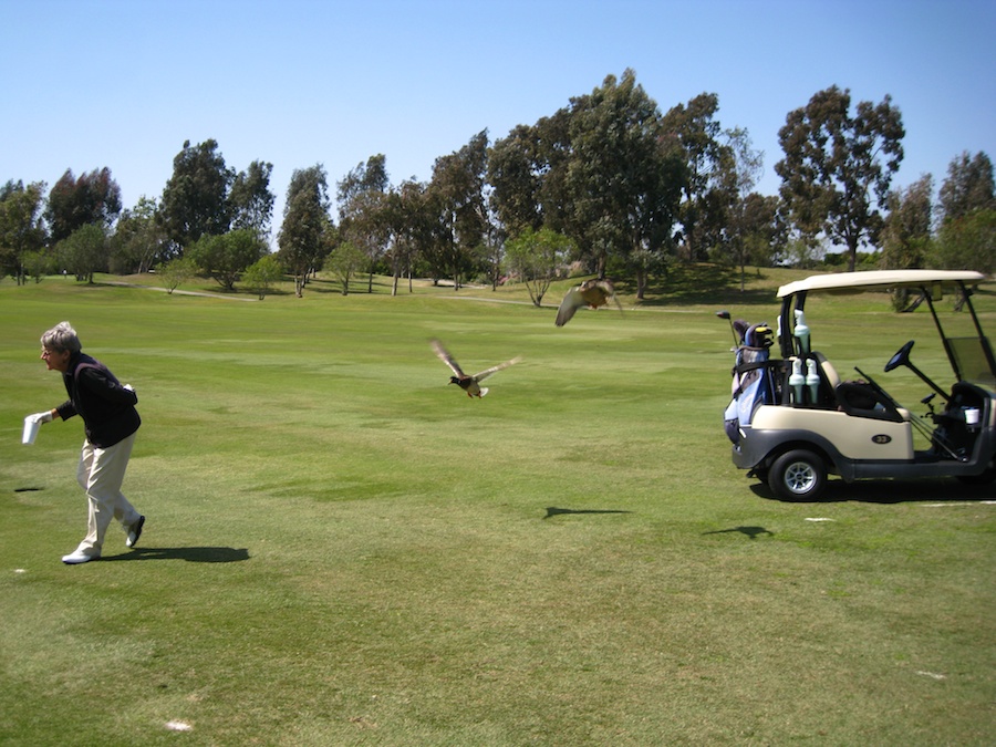 Geese and ducjs on the course