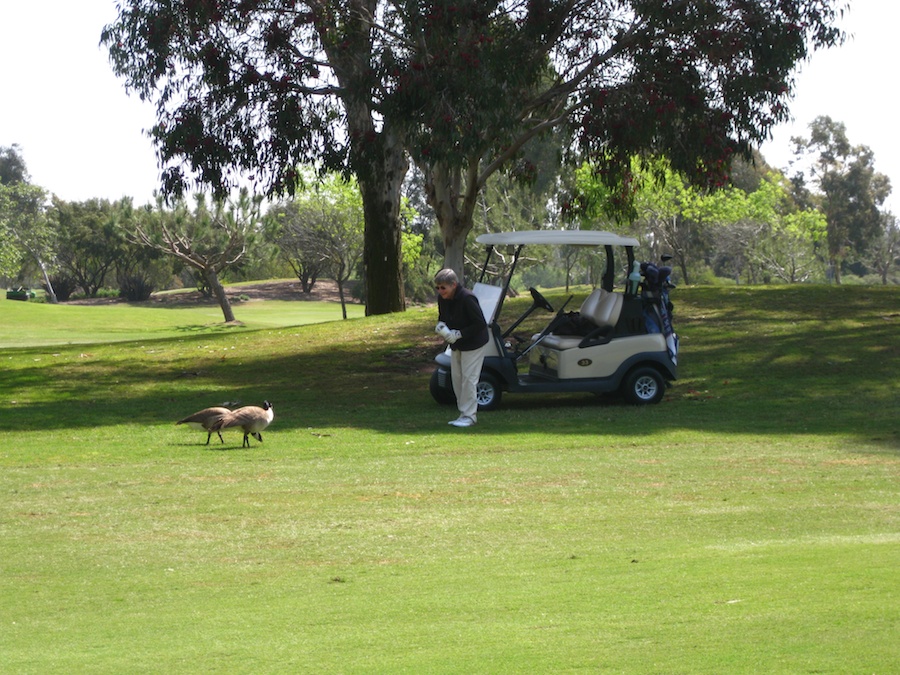 Geese and ducjs on the course