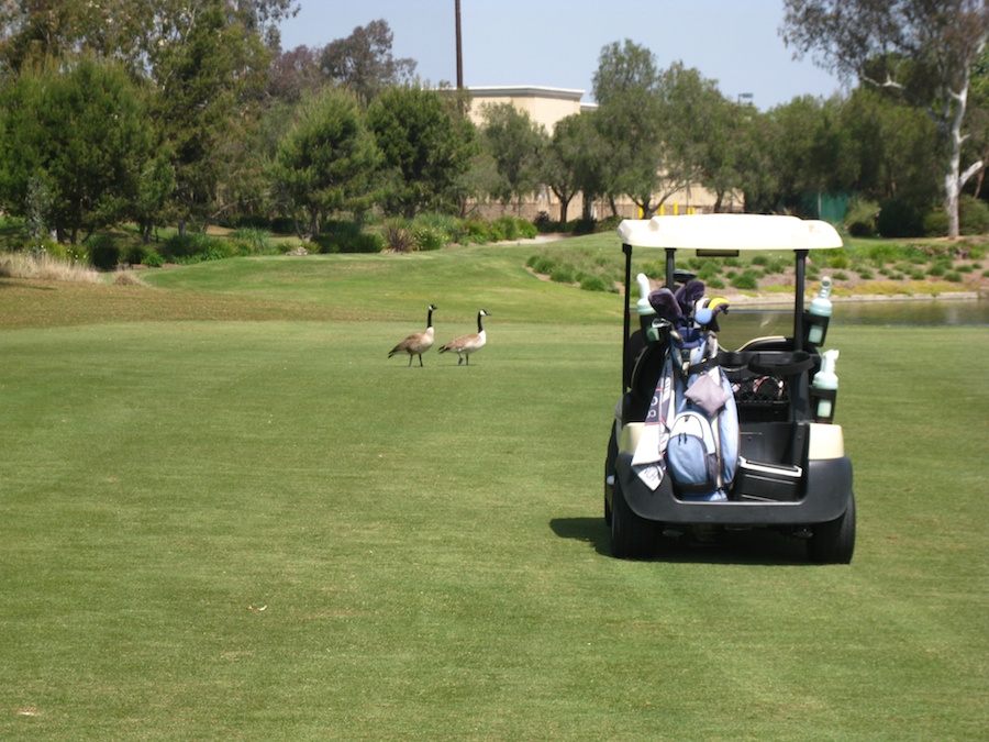 Geese and ducjs on the course