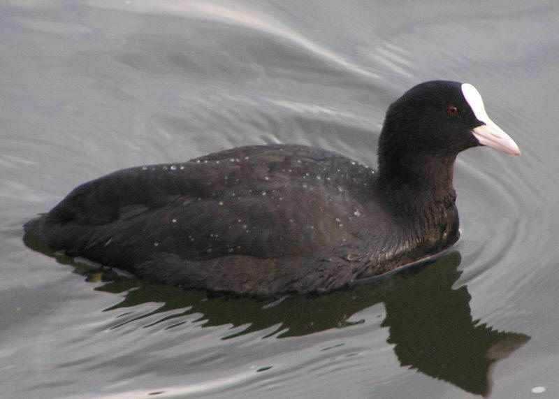 Coots