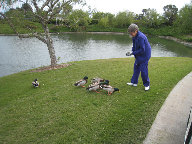 Mallards