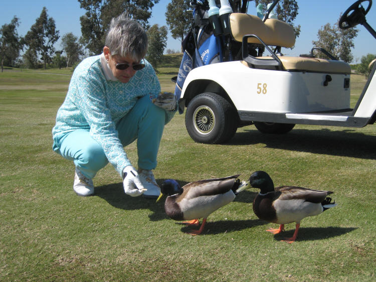 Mallards