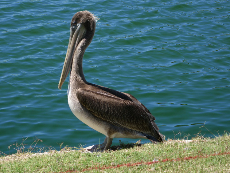 Grey Pelican