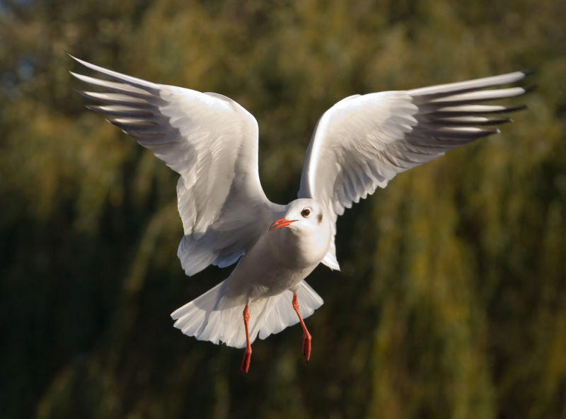 Seagulls have a short distance to fly to get to Old Ranch