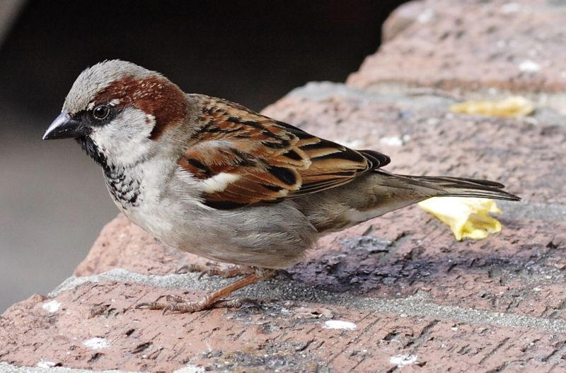 House Sparrow Of Old Ranch