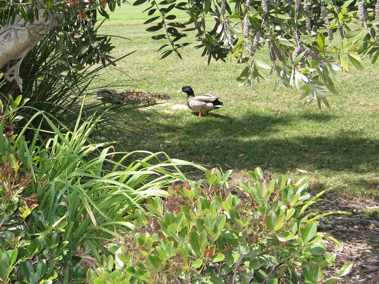 Ducks Of Old Ranch April 2009