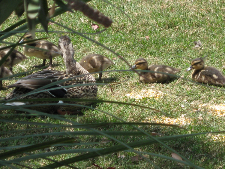 Ducks Of Old Ranch April 2009