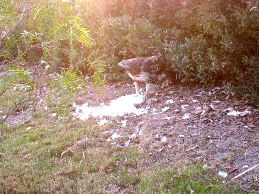 Hawk dining on Egret 18th hole of Old Ranch