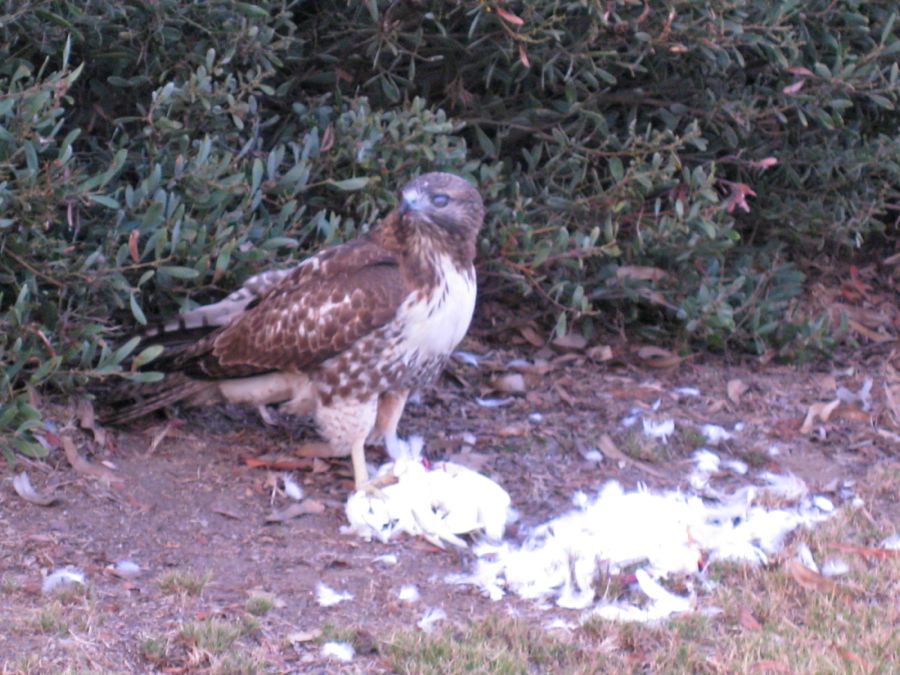 Hawk dining on Egret 18th hole of Old Ranch