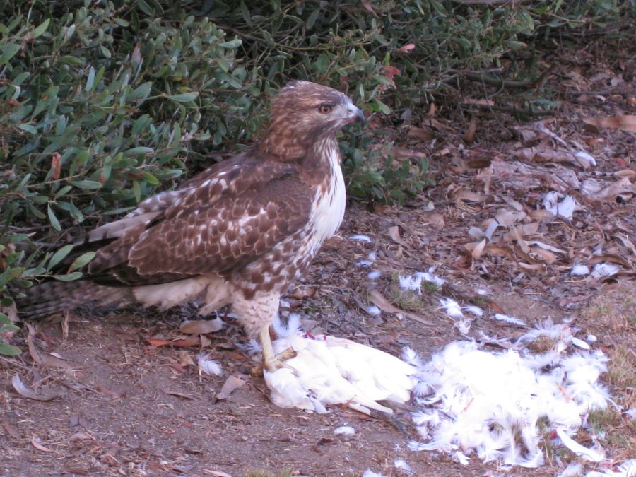 Hawk dining on Egret 18th hole of Old Ranch