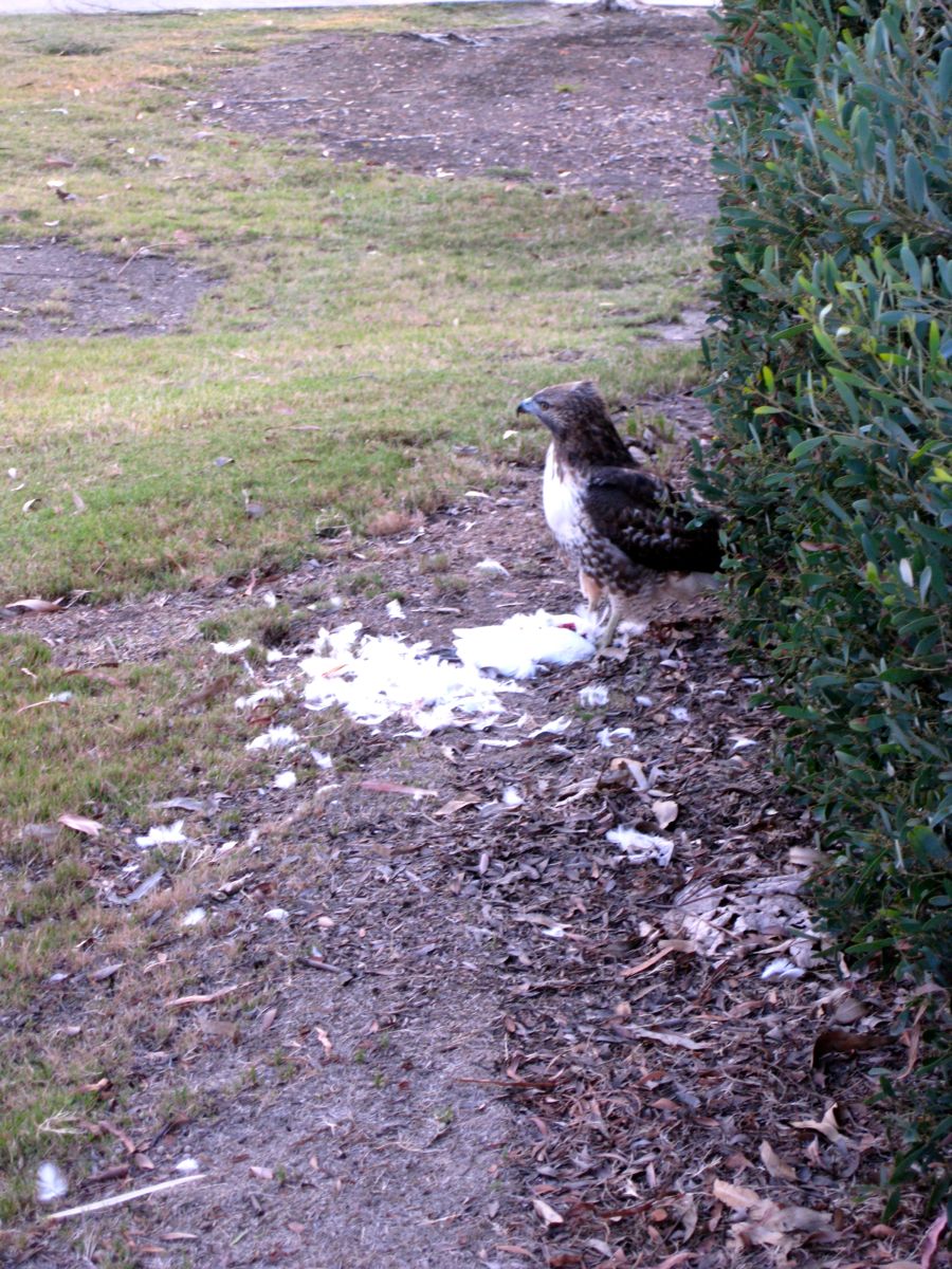 Hawk dining on Egret 18th hole of Old Ranch