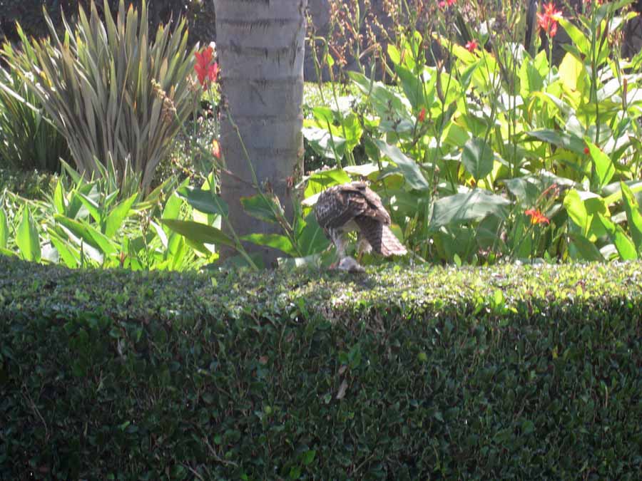 Fresh rabbit lunch for Mr. Hawk at Old Ranch