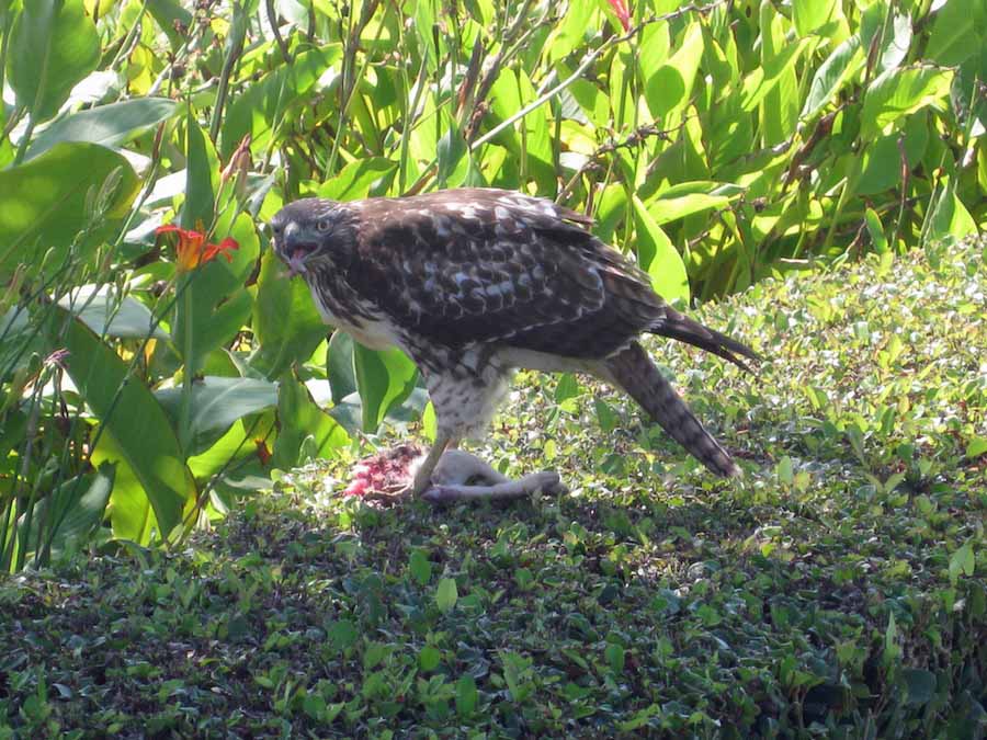 Fresh rabbit lunch for Mr. Hawk at Old Ranch