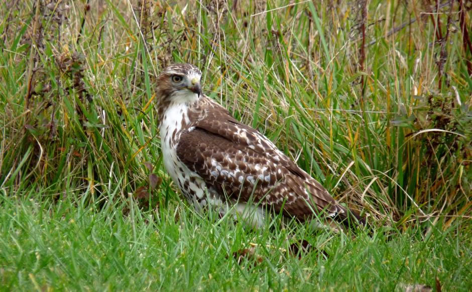 Hawk dining on Egret 18th hole of Old Ranch