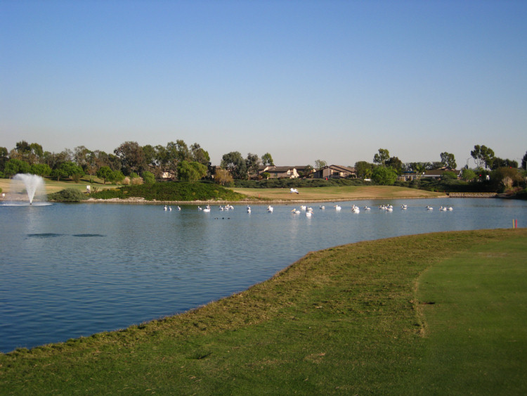 Old Ranch pelicans come to visit 2008