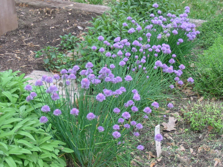 Old Ranch Flowers & Plants