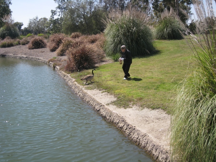 Canadian Geese at Old Ranch April 2014