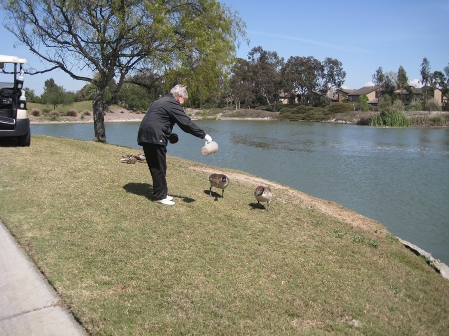 Canadian Geese at Old Ranch April 2014