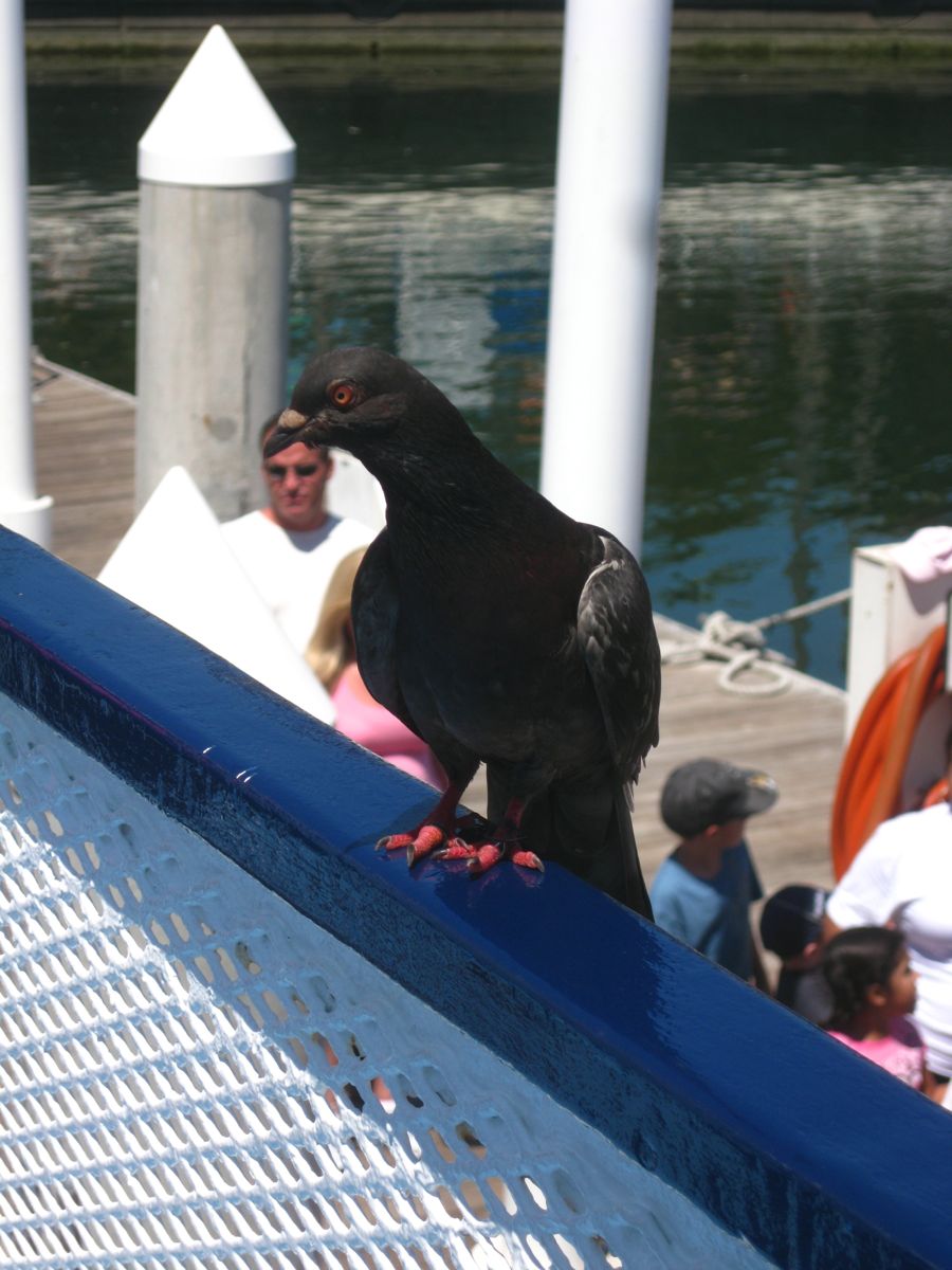 An afternoon in Long BEach with Bunnaford and Pete