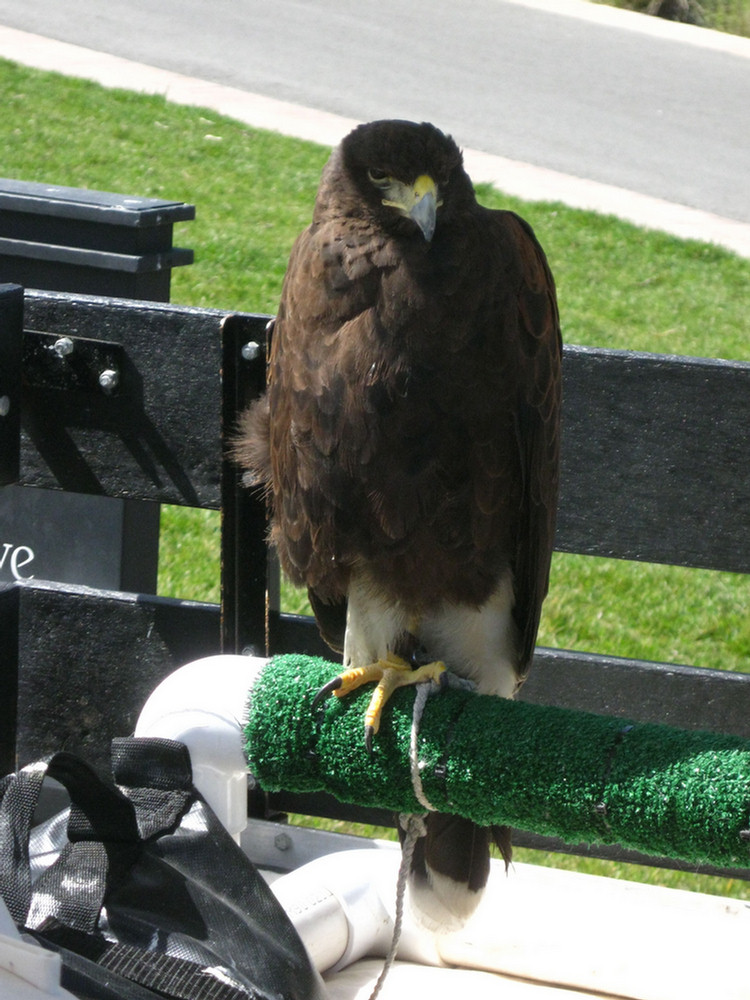 Pageant of the Lord 2010