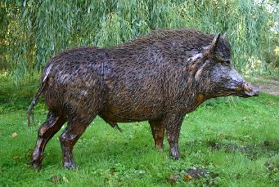 Boar