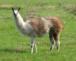 Llama