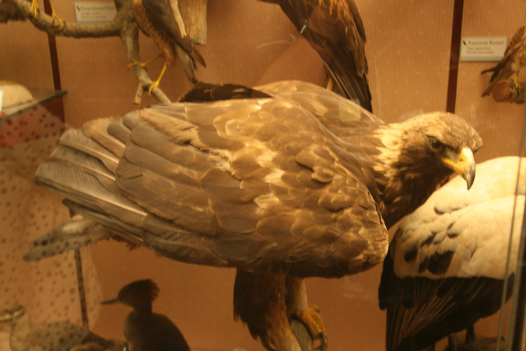 Hall Of Birds LA Natural History Museum